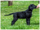 Flat coated retriever - šteniatko z CHS Maminčino štěstí /CZ/